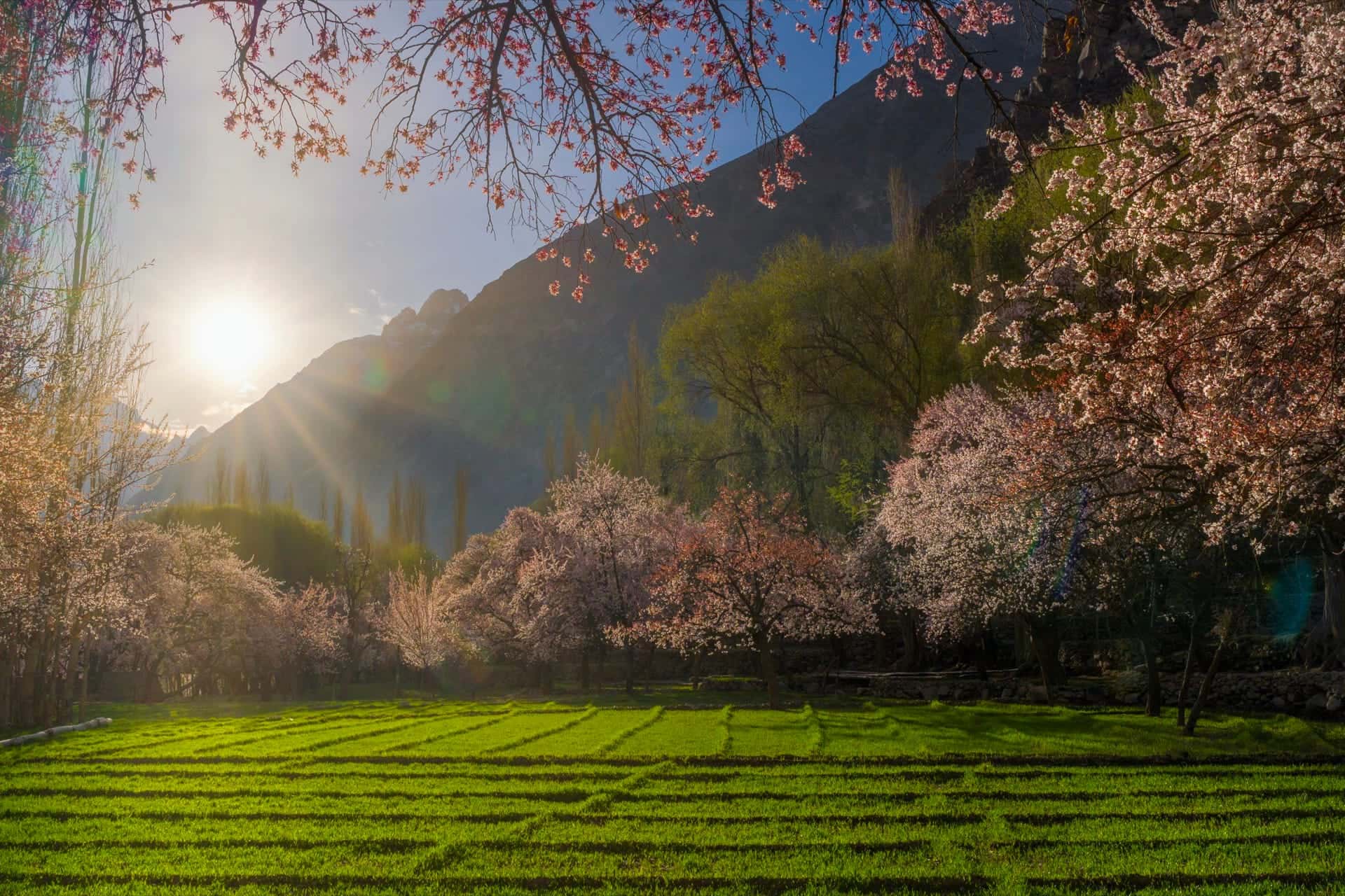 Spring Blossoms