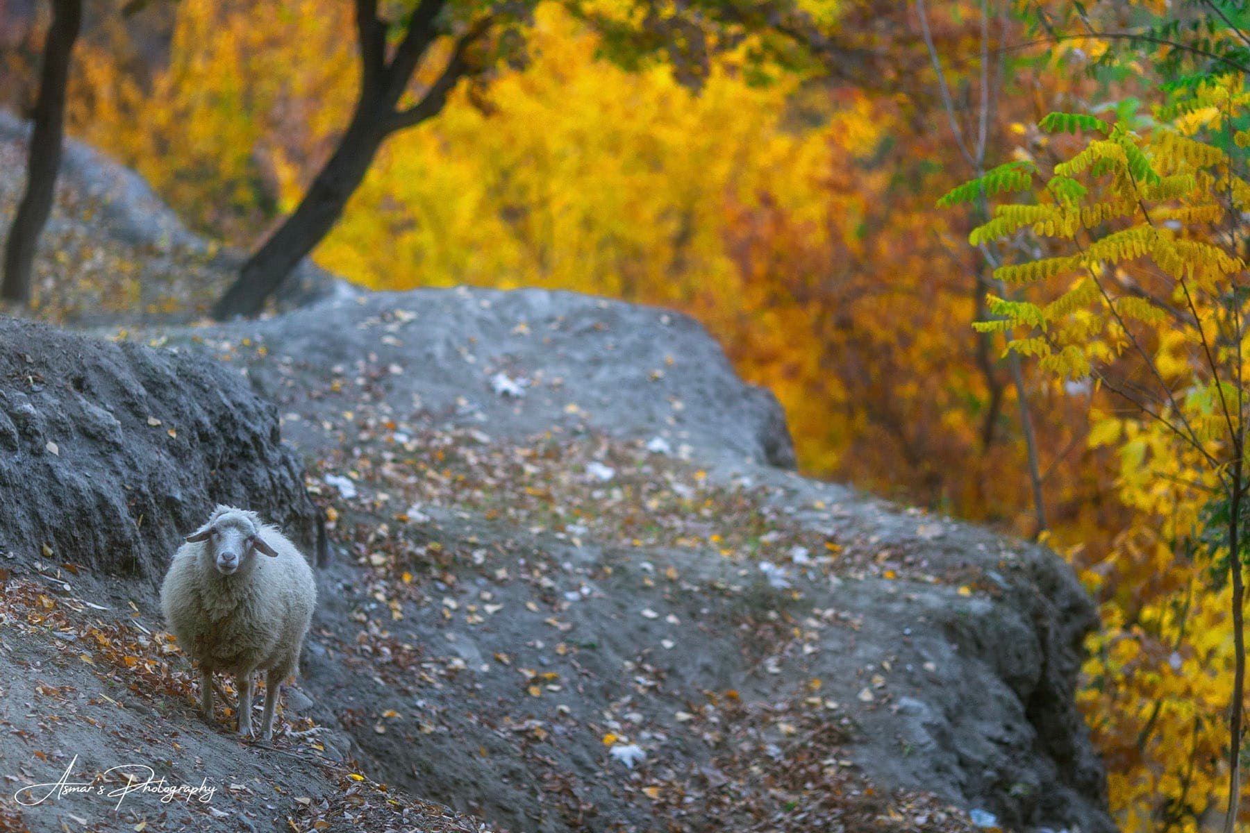 Nagar Valley — The Other Side of Hunza