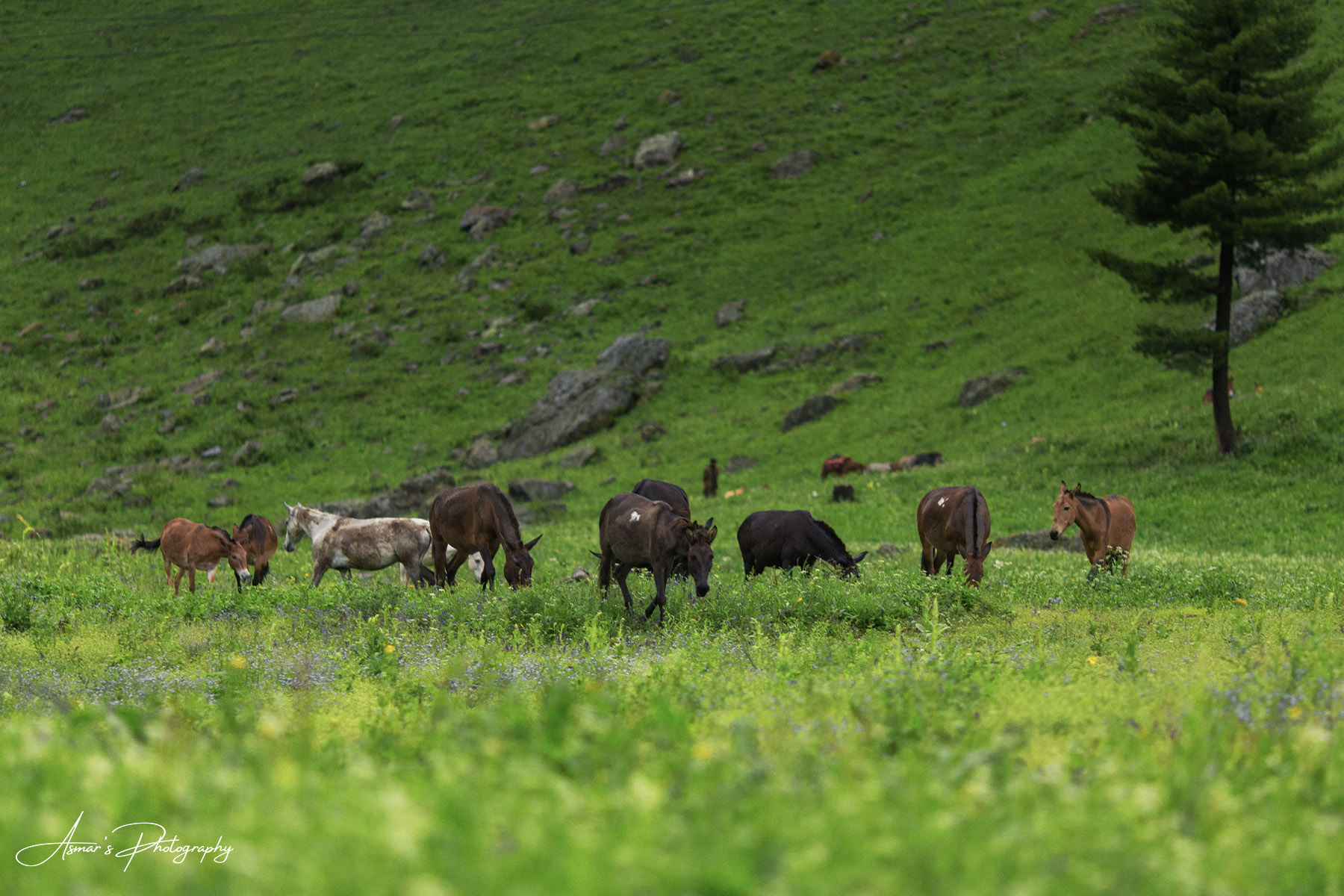 Minimarg Valley